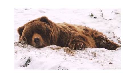Winterschlaf » So überleben viele Tiere kalte Winter