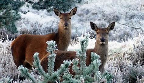Mit unterschiedlichen Strategien überleben Wildtiere im Winter