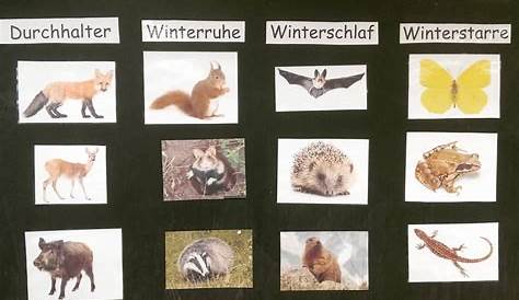 Tiere im Winter Tafelmaterial - Winterschlaf, Winterruhe, Winterstarre