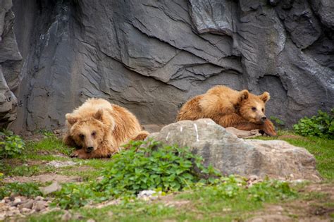 tiere im zoo gelsenkirchen