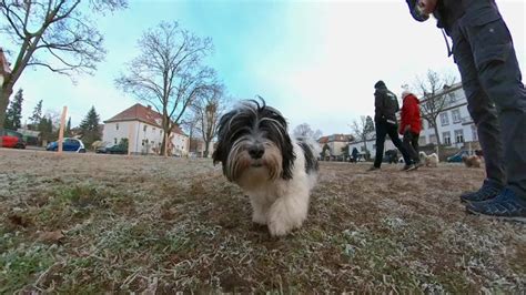 Kreis Rottweil Tierschutzverein rettet HundeRasselbande Rottweil