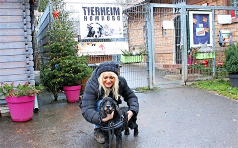 Tierheim Bamberg Warum will niemand Hund Marlo?