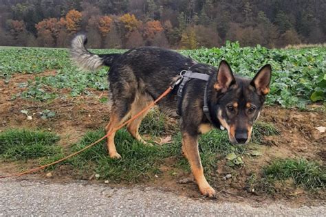 Straubing Tierheim verlegt zwei Hunde nach Regensburg Stadt