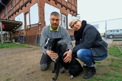 Hunde und Katzenbabys füllen das Tierheim in Dorf Mecklenburg