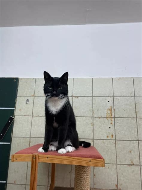 tierheim wilhelmshaven