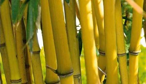 Tige de bambou jaune pivoine etc