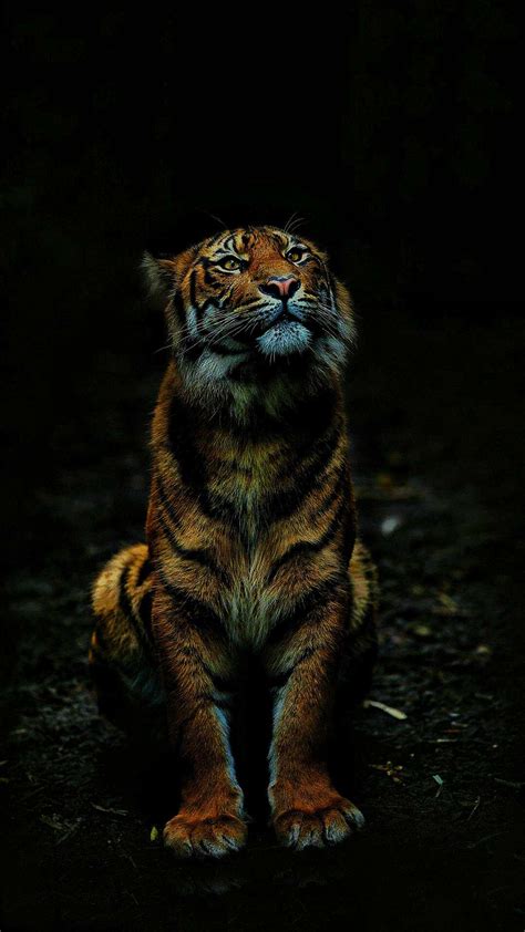Tiger Aesthetic Wallpaper: Embrace The Wild Beauty