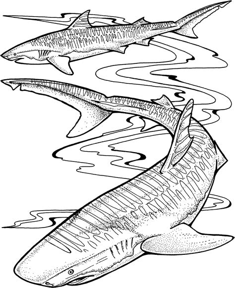 tiger shark coloring pages free