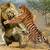 tiger vs lion fight who wins