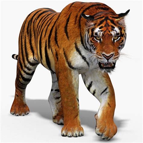 tiger 3d view