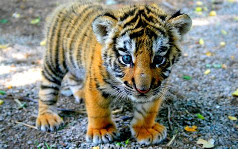 tiger as a baby