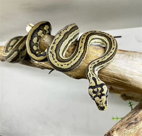 Tiger Carpet Python Size