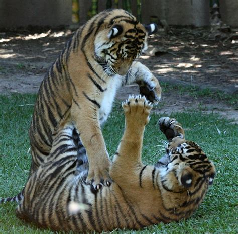 tiger cubs playing