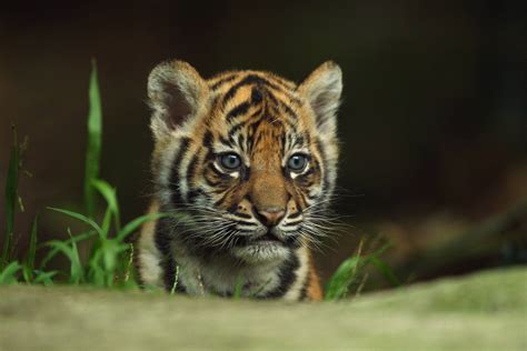 tiger cute profile picture