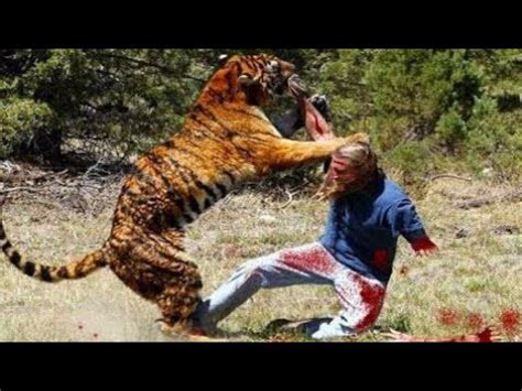 tiger eating human