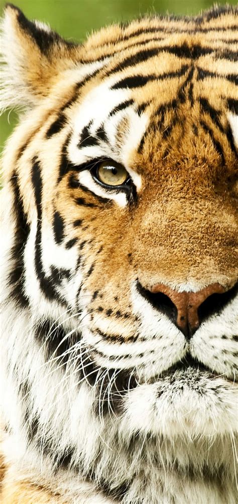 Tiger Face