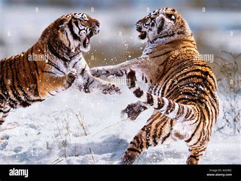 Tiger Fighting