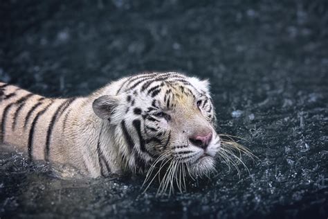 tiger in the rain