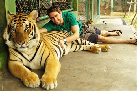 tiger kingdom in thailand