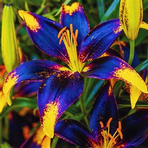Tiger Lily Bulbs Amazon