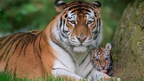 tiger mom