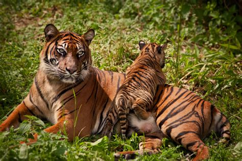 tiger mom and baby