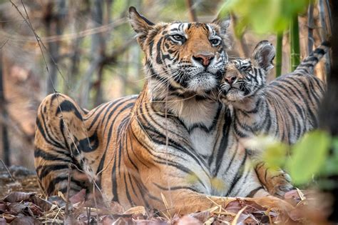 tiger mom and cub