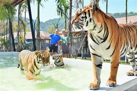 tiger park phuket reviews