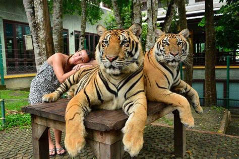 tiger park phuket vs tiger kingdom