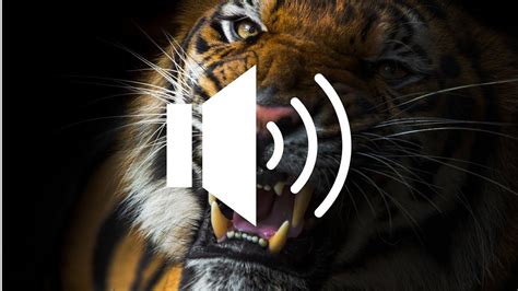 tiger roar sound download