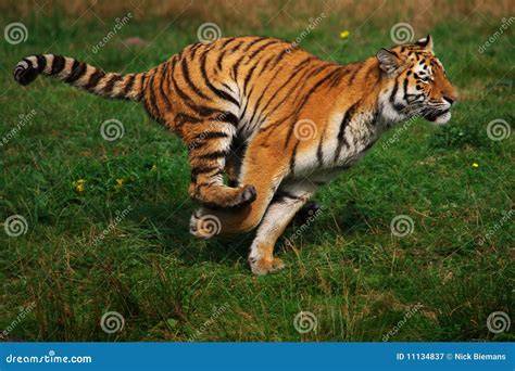 Tiger Running