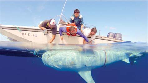 tiger shark attack maui news