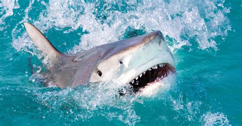 tiger shark attacks kayak