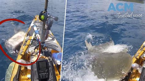 tiger shark attacks kayak 2020