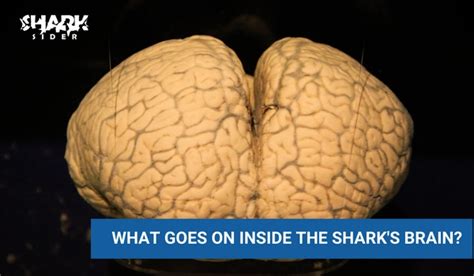 tiger shark brain size facts