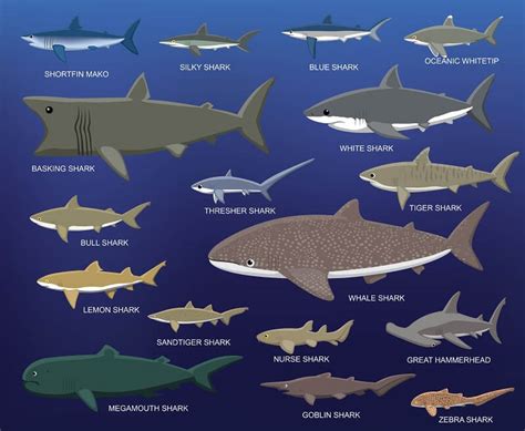 tiger shark compared to other sharks