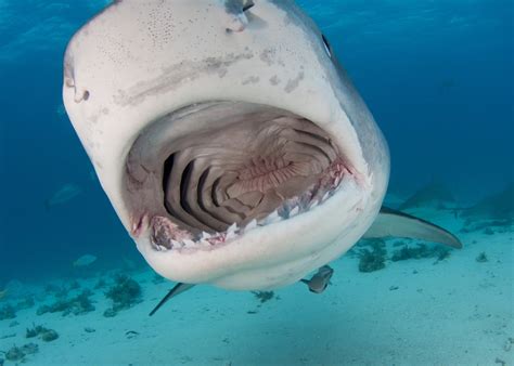 tiger shark eating sea animal