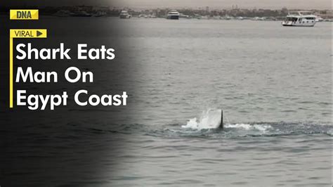 tiger shark eats man in egypt