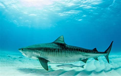 tiger shark egypt facts