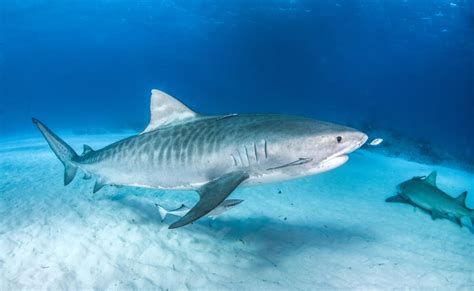 tiger shark facts and pictures