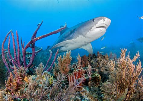 tiger shark habitat