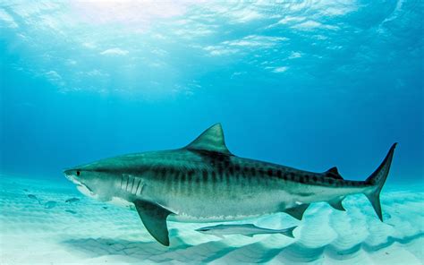 tiger shark images download