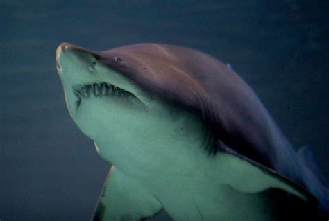 tiger shark in egypt video