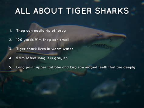 tiger shark interesting facts