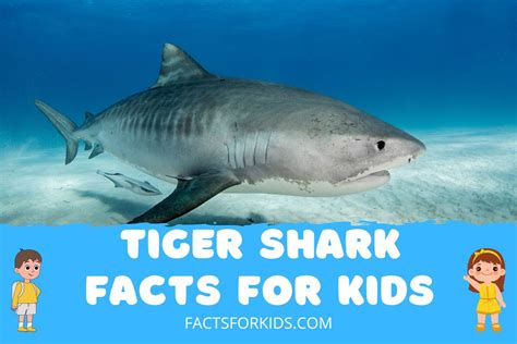 tiger shark pictures for kids