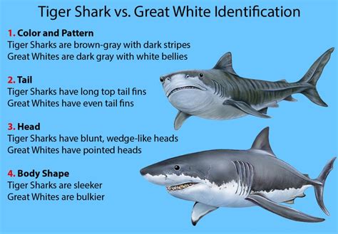 tiger shark size compared to great white