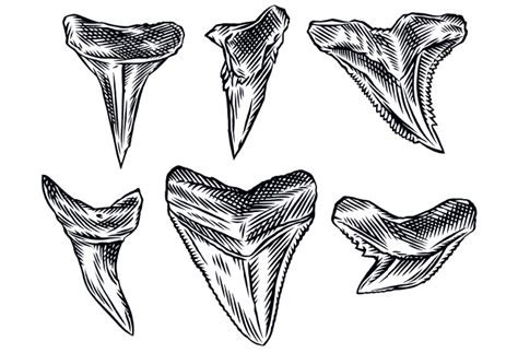tiger shark tooth drawing