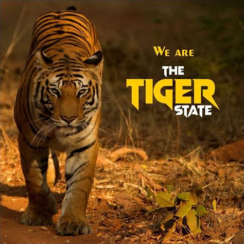 tiger state of india 2022