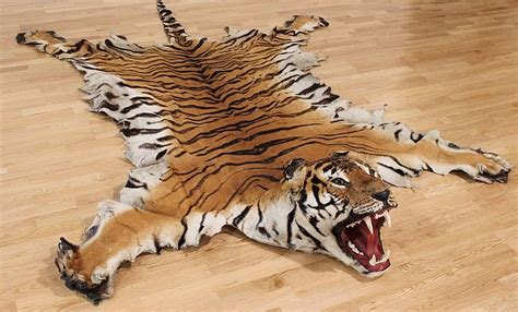 Real White Tiger Rug Rugs Home Design Ideas BjzMNrPYrV