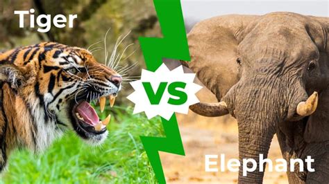 tiger vs elephant animal face off